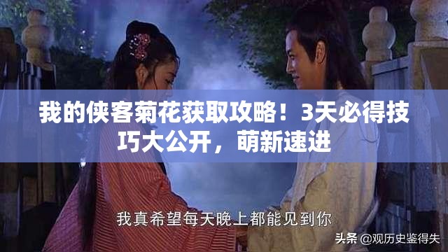 我的侠客菊花获取攻略！3天必得技巧大公开，萌新速进
